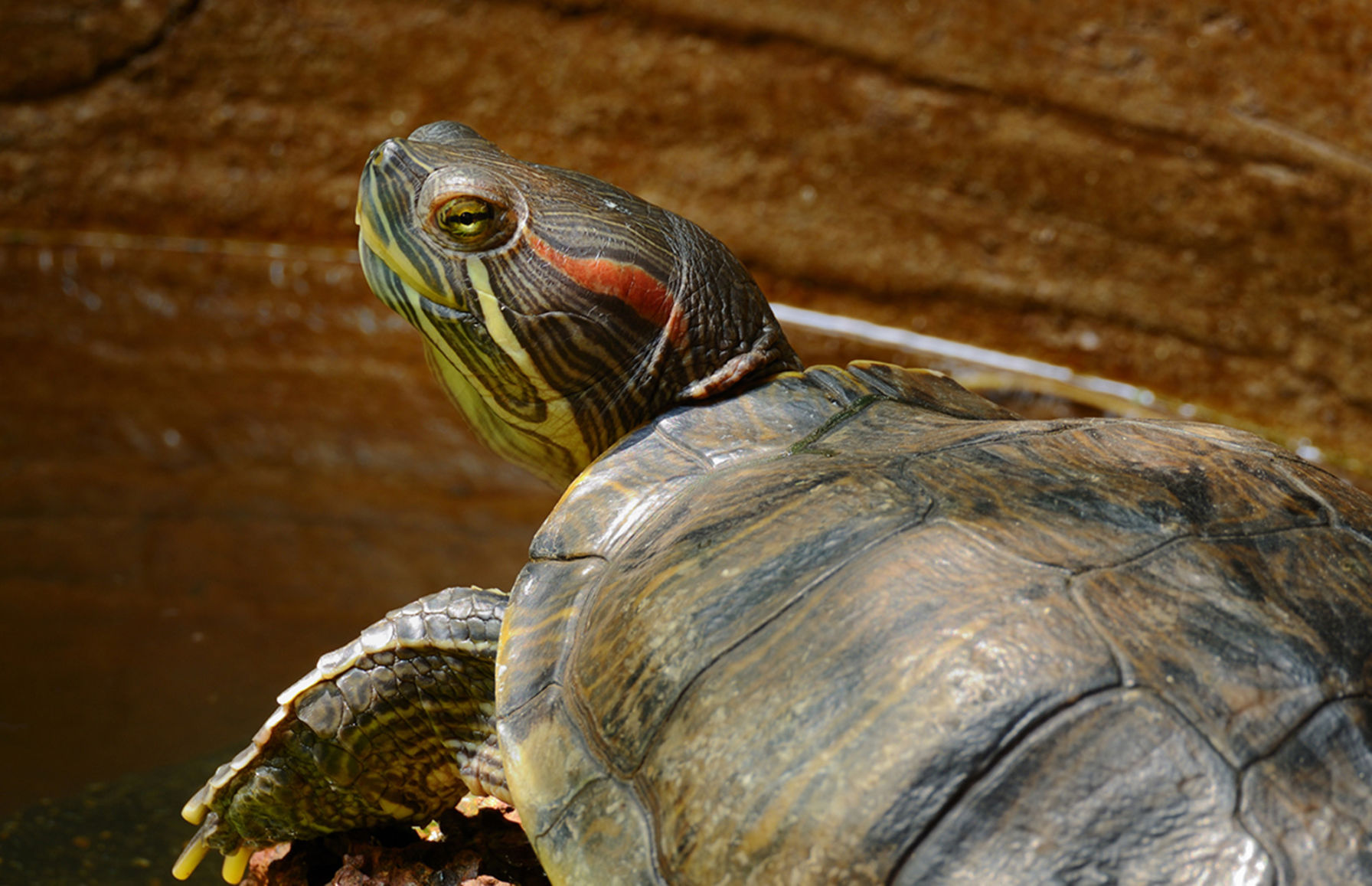 Red-Eared Slider